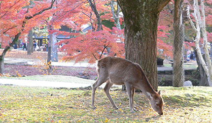 奈良公園
