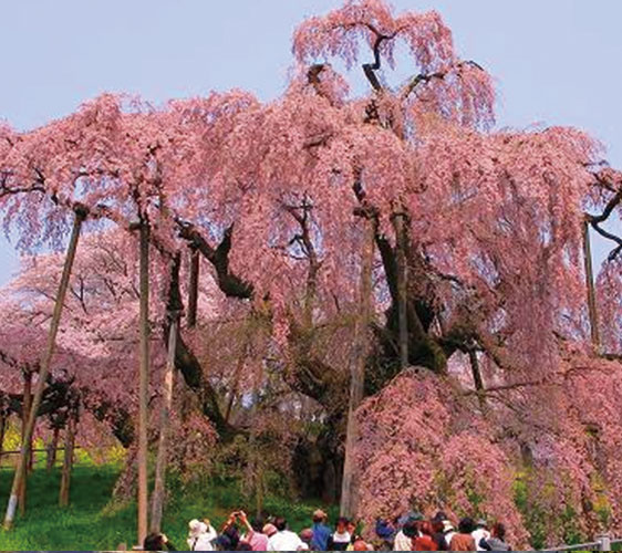 japan3aruaru_28