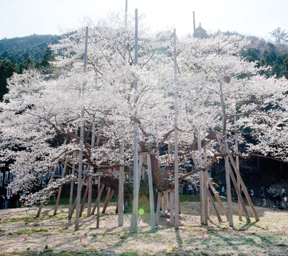 japan3aruaru_29
