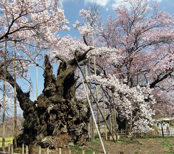 japan3aruaru_30