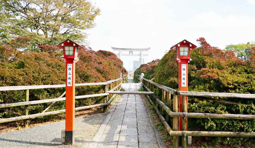 長岡天滿宮的杜鵑