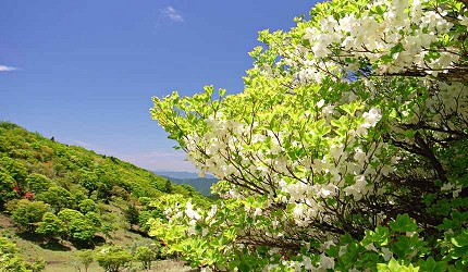 三峰山夏天杜鵑