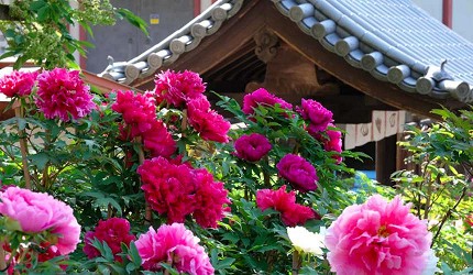奈良長谷寺花