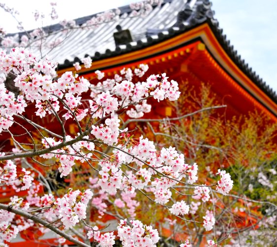京都仁和寺
