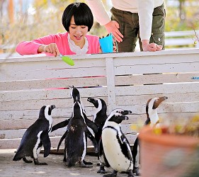 日本关西神户必去景点「神户动物王国」的企鹅