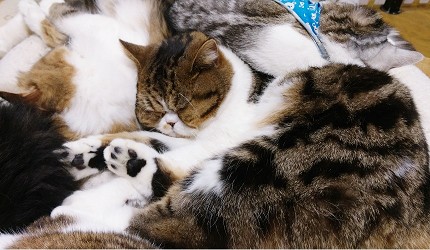 日本关西神户必去景点「神户动物王国」可爱动物猫咪