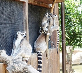 日本关西神户必去景点「神户动物王国」的环尾狐猴
