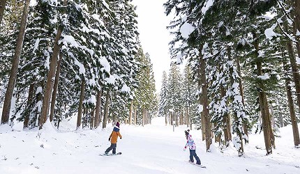 日本關西北海道新潟滑雪自由行滑雪場推薦5選之一的神立滑雪度假村的山林間滑雪道