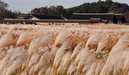 奈良必看世界遺產平城宮跡秋季蘆葦原風景