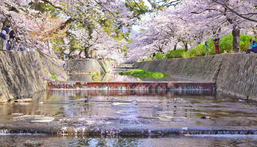 大阪京都神户京阪神私房景点拍照绝景秘境阪急夙川站夙川公园赏樱樱花